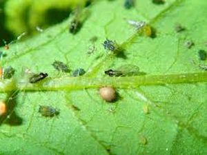 uploads/images/pest/melon thrips.jpg